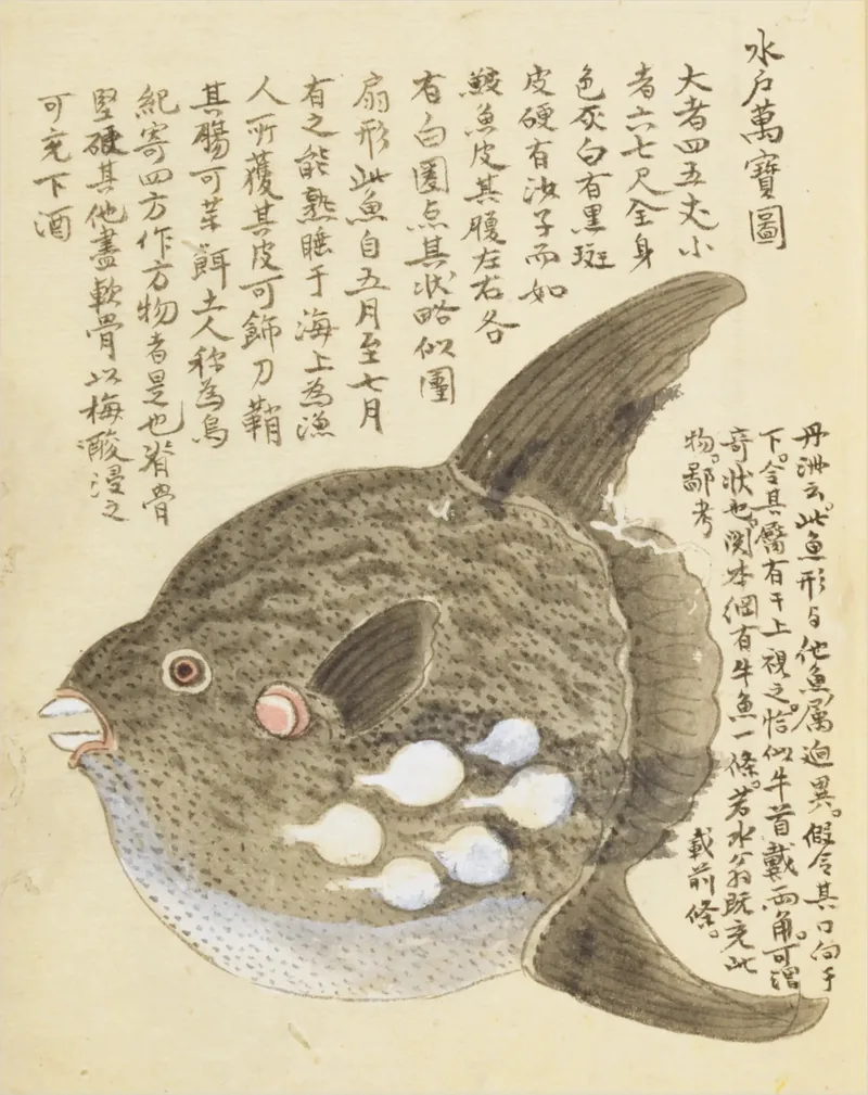 A shaded ocean sunfish fills the sheet, white spots along its belly, surrounded by columns of handwriting.