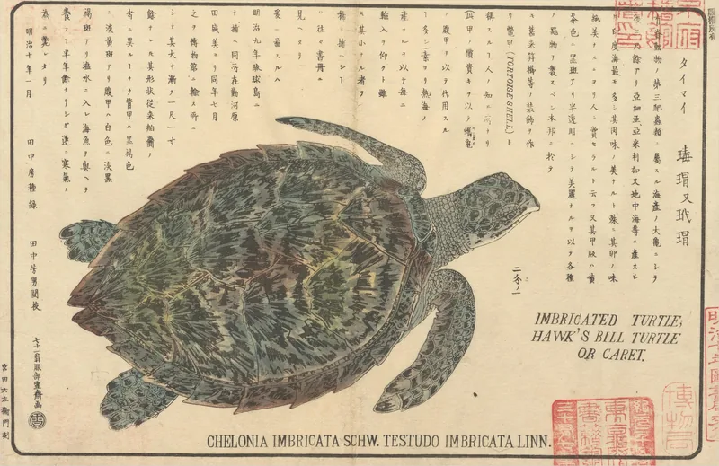 A hawksbill turtle drawn from above in fine detail, with handwritten columns beside it and its Latin name printed at the foot.